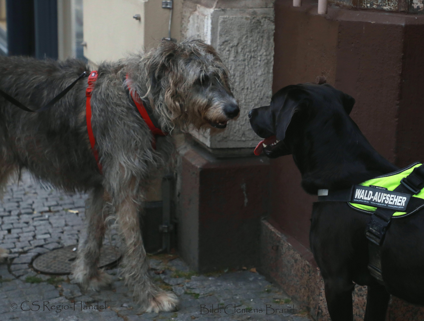 Hundeliebe Foto Bild Tiere Haustiere Hunde Bilder Auf Fotocommunity