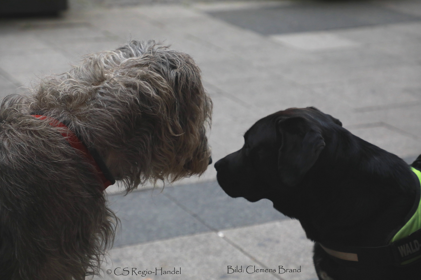 Hundeliebe Foto Bild Tiere Haustiere Hunde Bilder Auf Fotocommunity