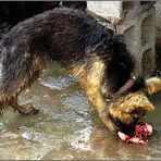 Hundemarkt in Lijiang 2