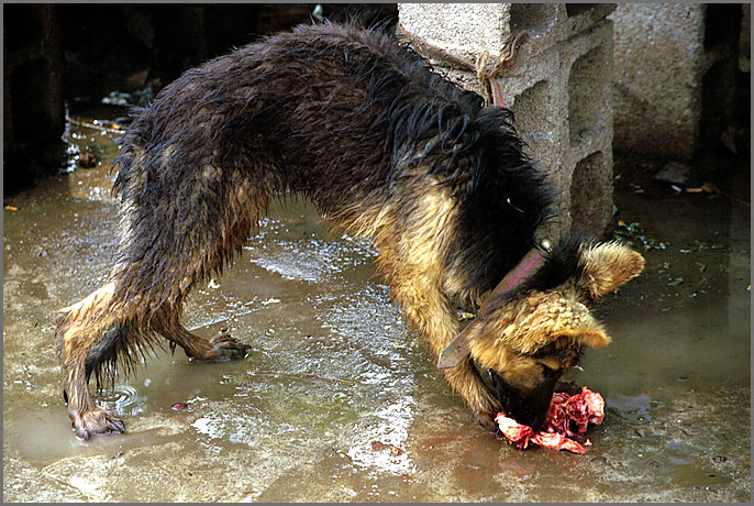 Hundemarkt in Lijiang 2