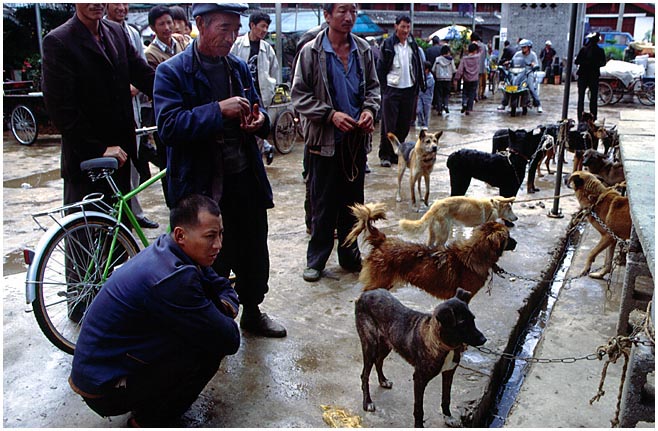 Hundemarkt in Lijiang