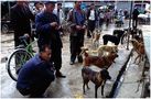 Hundemarkt in Lijiang von Herbert Rulf