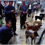 Hundemarkt in Lijiang