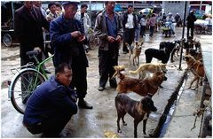 Hundemarkt in Lijiang