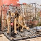 Hundemarkt in Yunnan