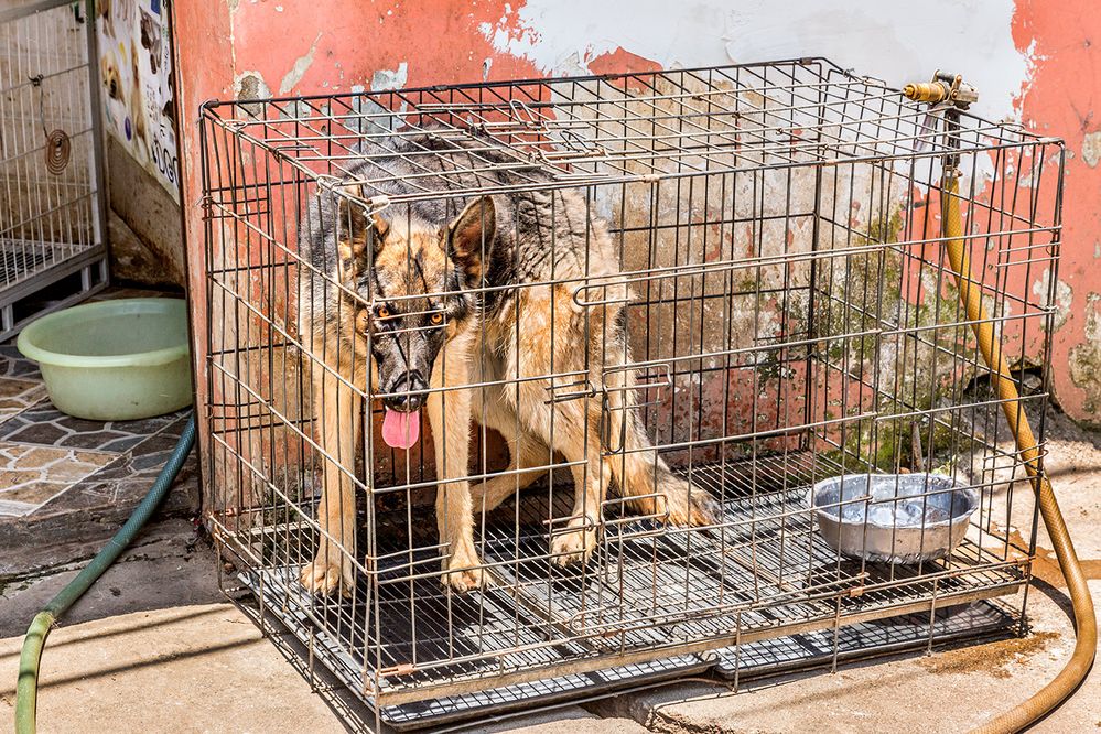 Hundemarkt in Yunnan