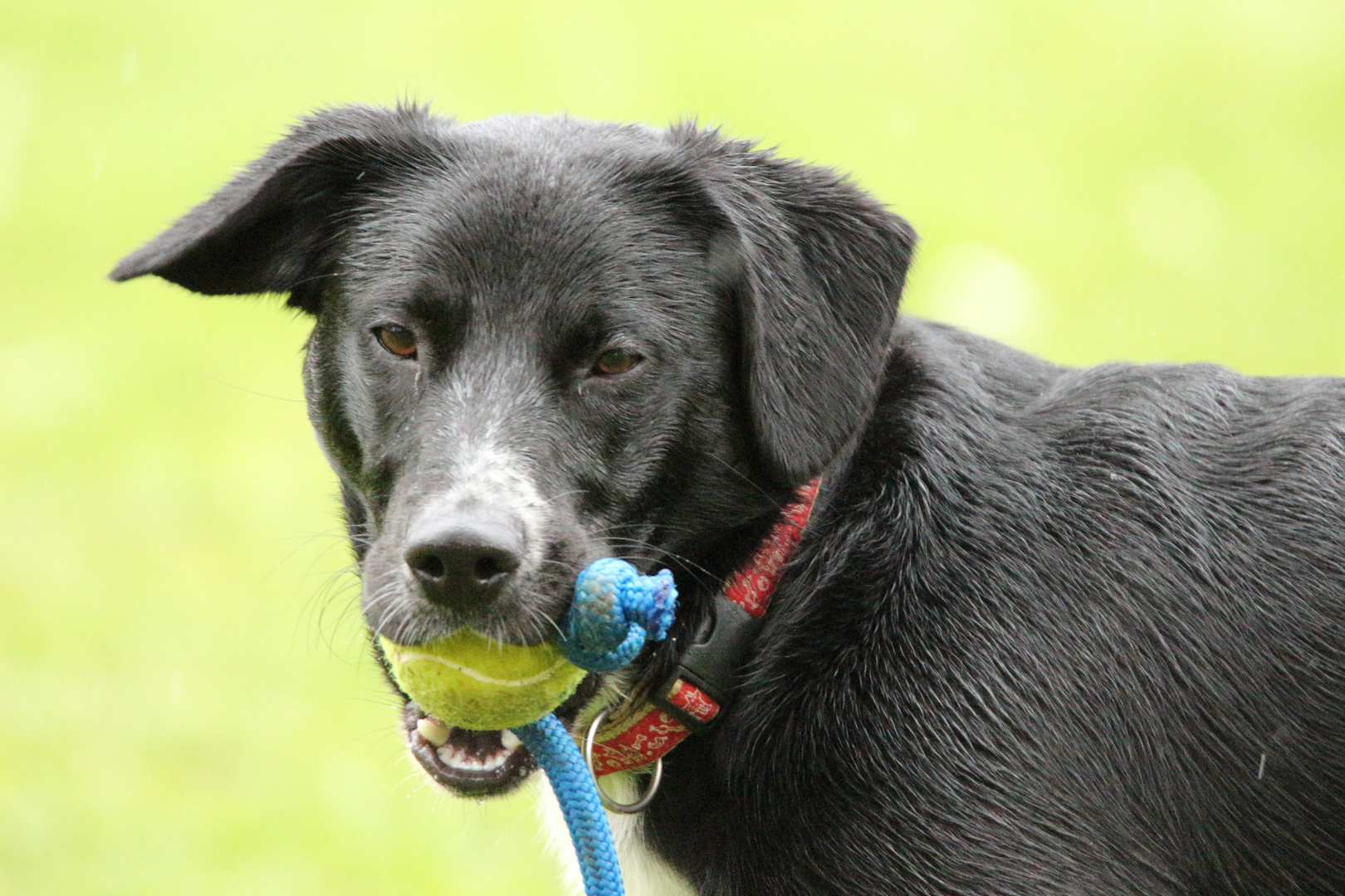 Hundemodel im Stadtgarten Freiburg