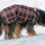 Hundemoden im Winter