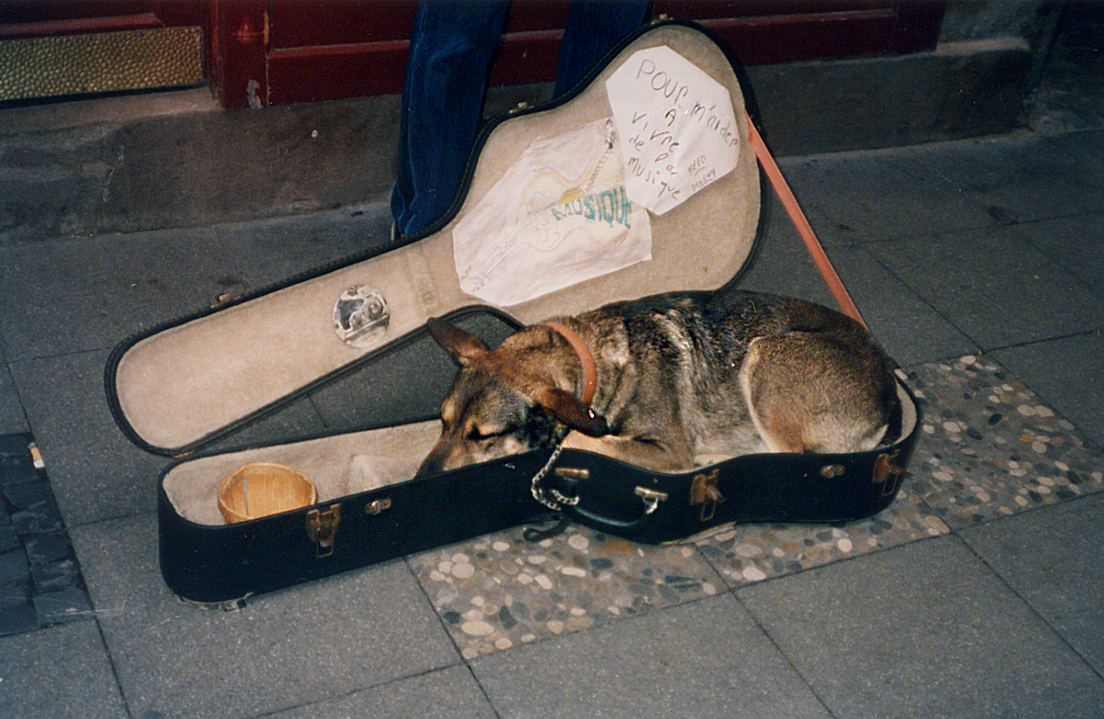 Hundemusik?