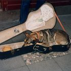 Hundemusik?