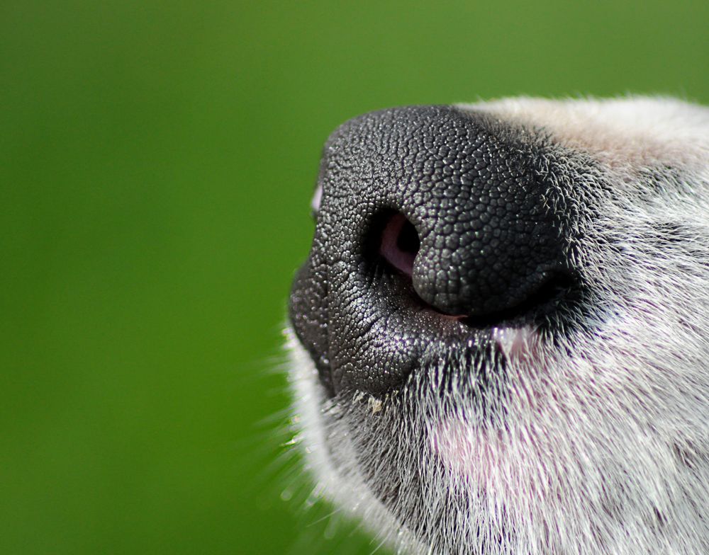 Hundenase Foto & Bild tiere, tierdetails, nase Bilder auf
