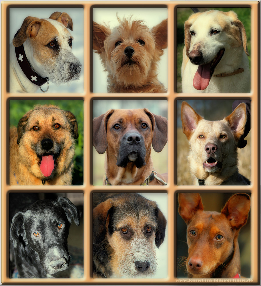 owalo design Hunde Not Hilfe