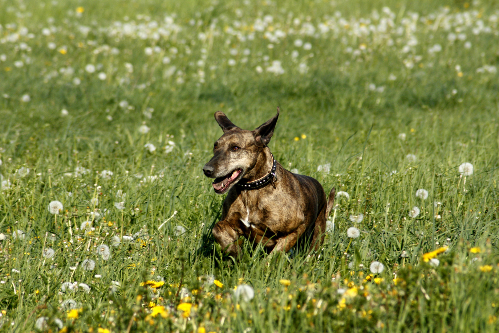 Hundeoma mit fliegenden Ohren