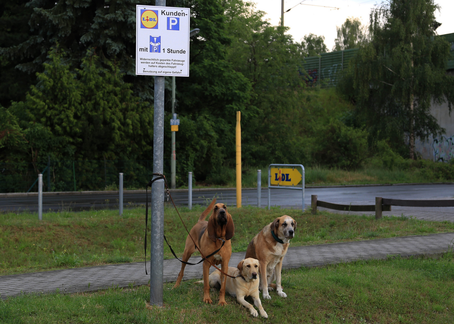 "Hunde"parkplatz