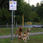 "Hunde"parkplatz