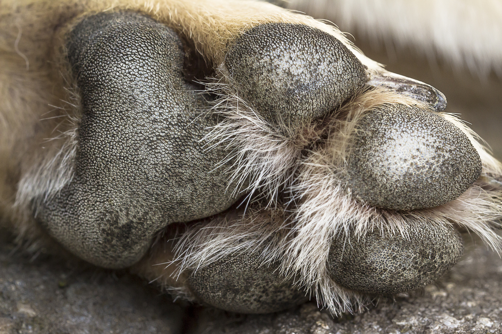 Hundepfote Foto & Bild | tiere, haustiere, hunde Bilder auf fotocommunity