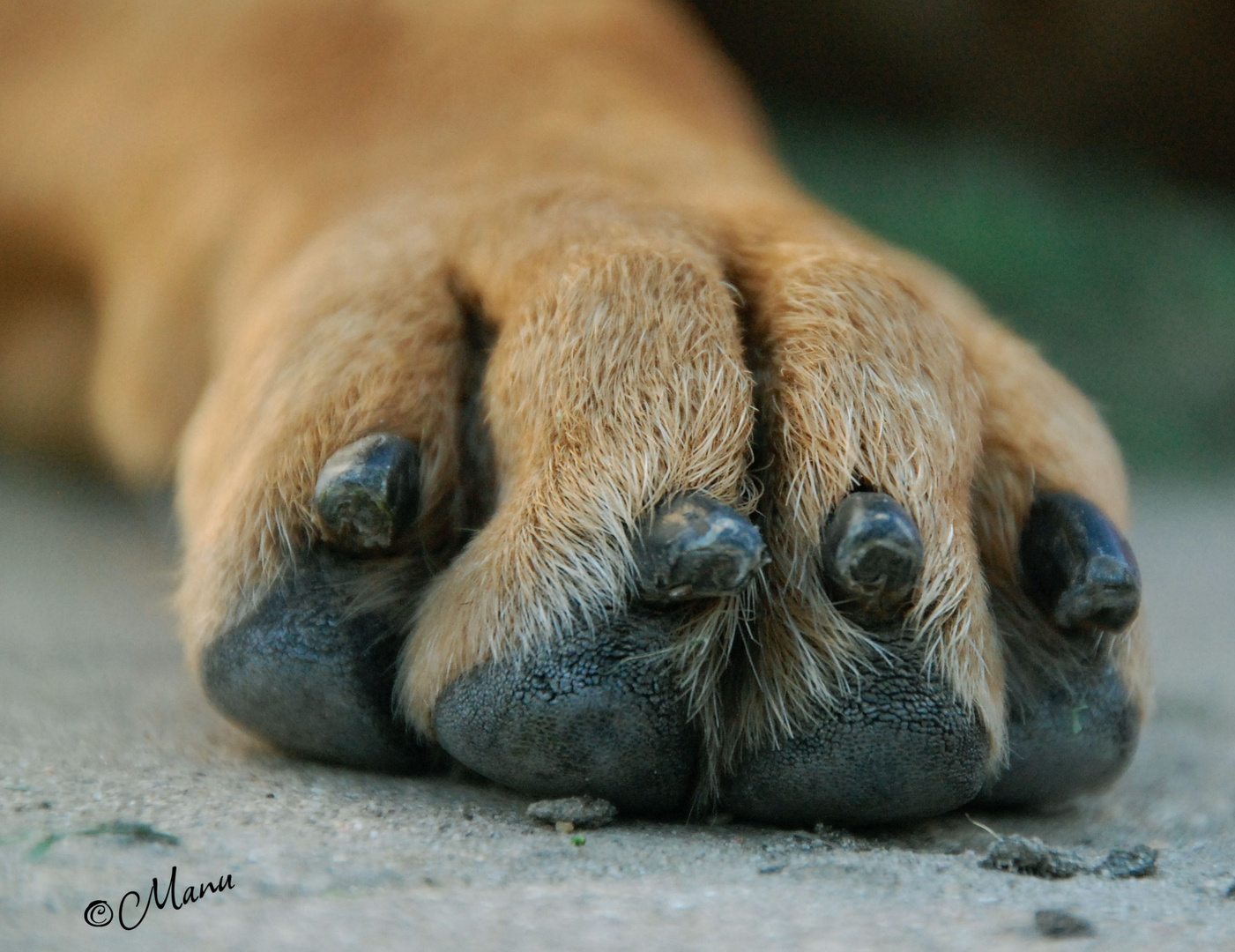 Hundepfote Foto & Bild | tiere, tierdetails, natur Bilder auf fotocommunity