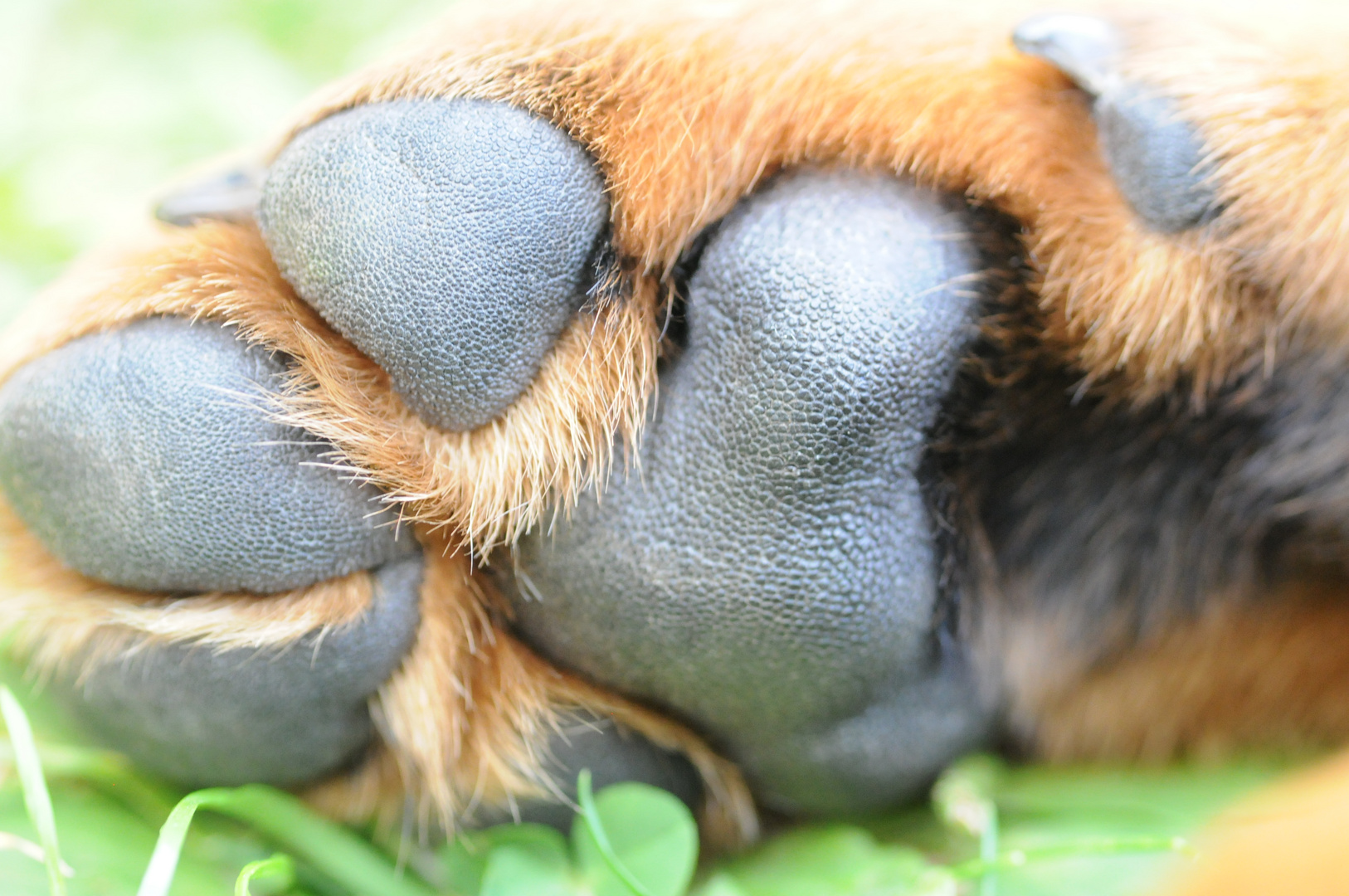 Hundepfote Foto & Bild | tiere, haustiere, hunde Bilder auf fotocommunity