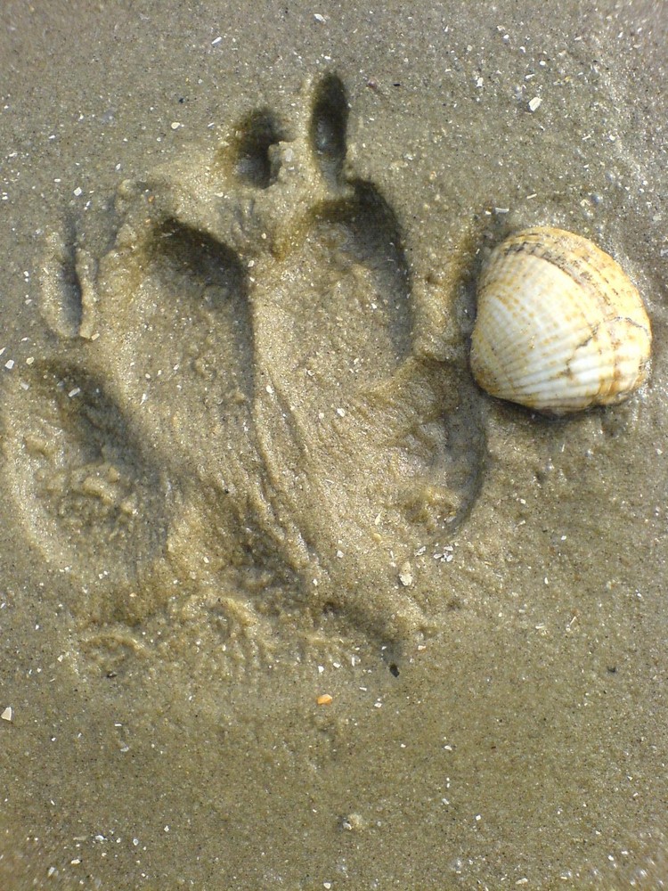 Hundepfote am Strand von Chipztop 