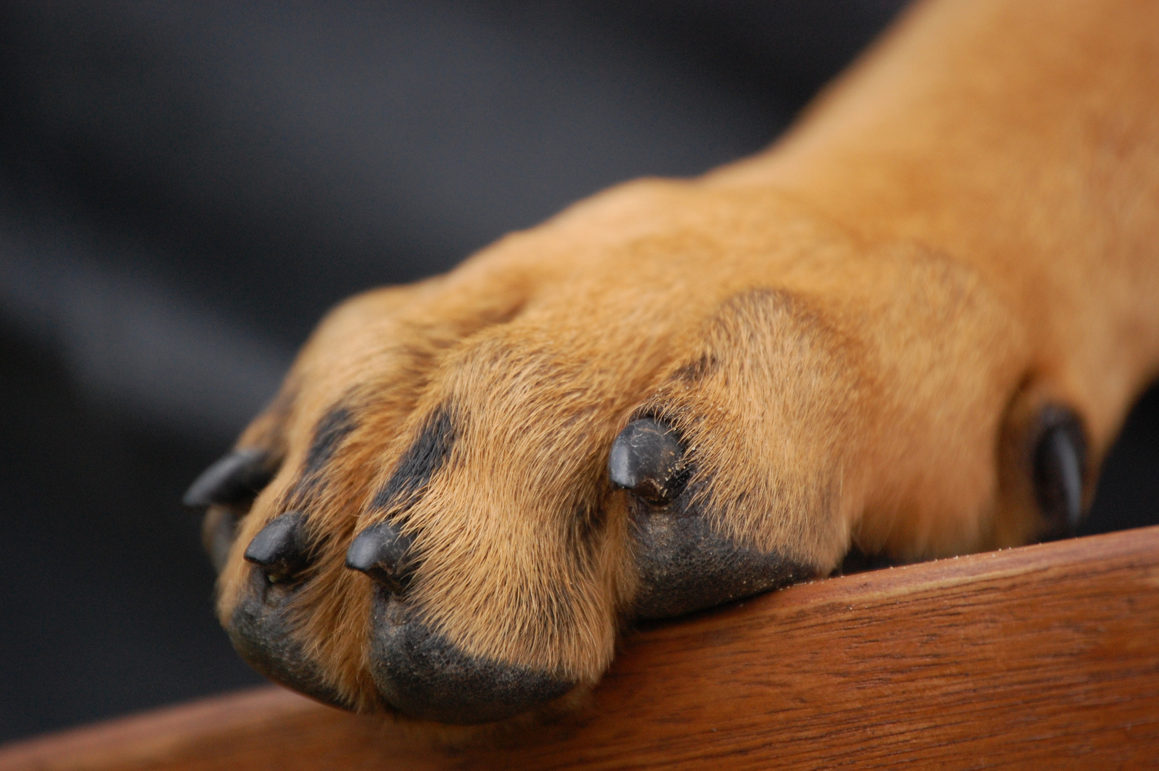 hundepfote Foto & Bild | tiere, haustiere, hunde Bilder auf fotocommunity