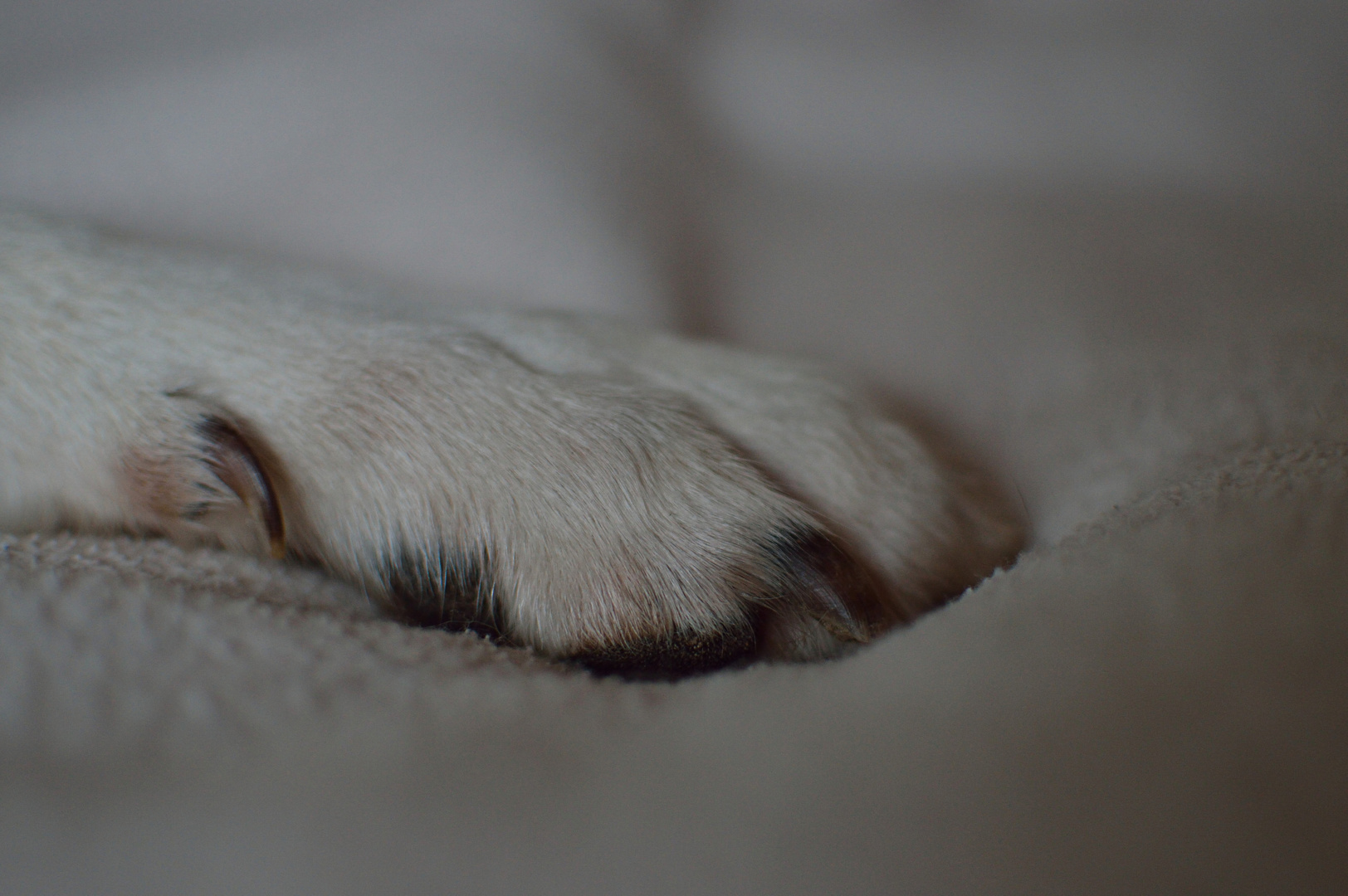 Hundepfote Foto & Bild | tiere, tierdetails, angie Bilder auf fotocommunity