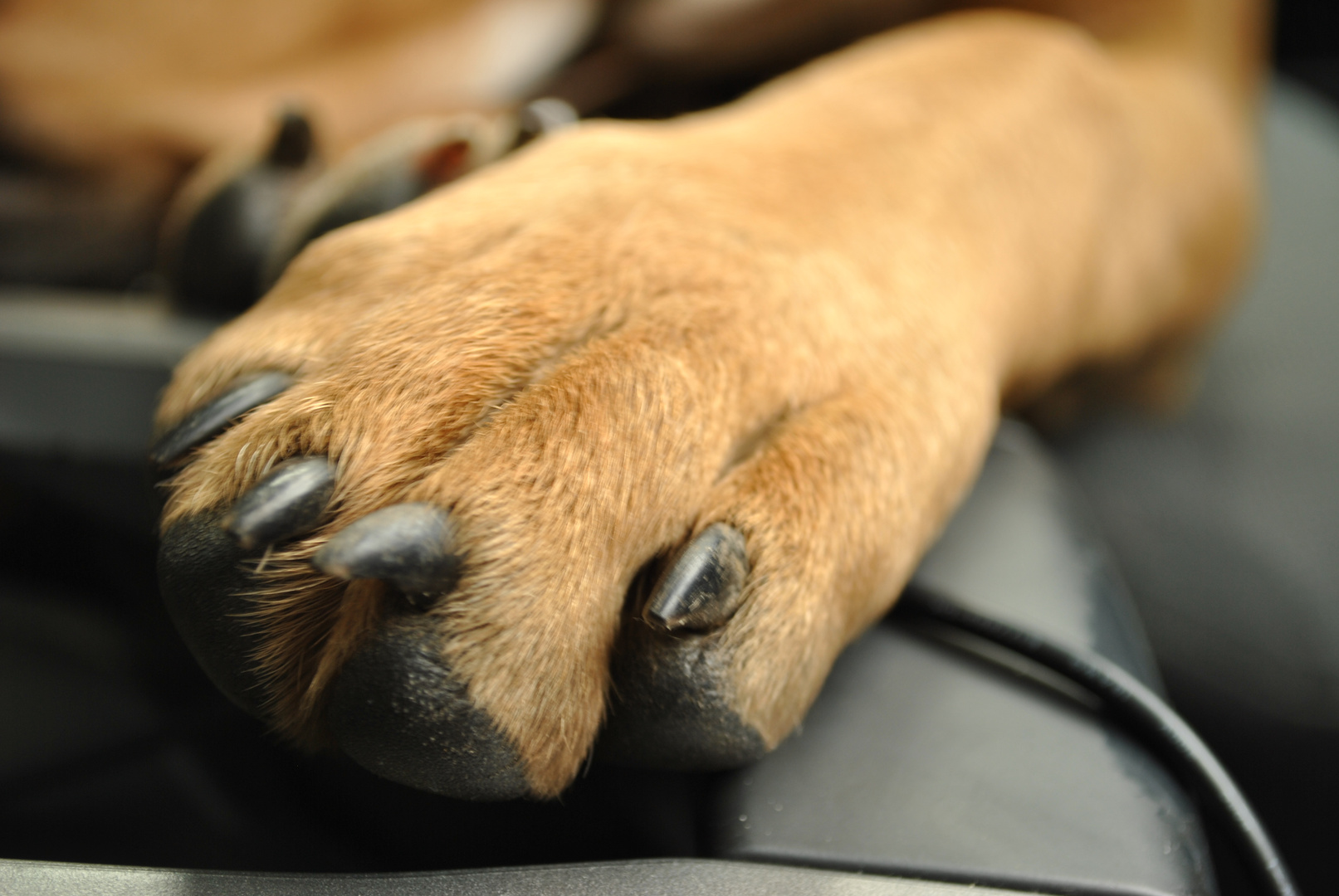 Hundepfote Foto & Bild | tiere, tierdetails, hund Bilder auf fotocommunity