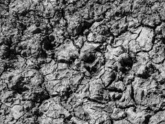 hundepfotenabdruckversammlunjg...