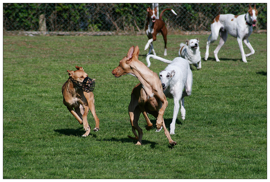 hundeplatz #1