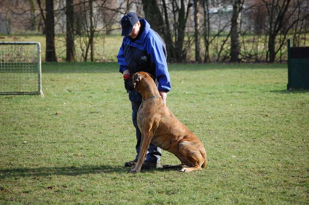 Hundeplatz