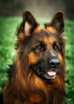 Hundeportait ... von der Goldprrle