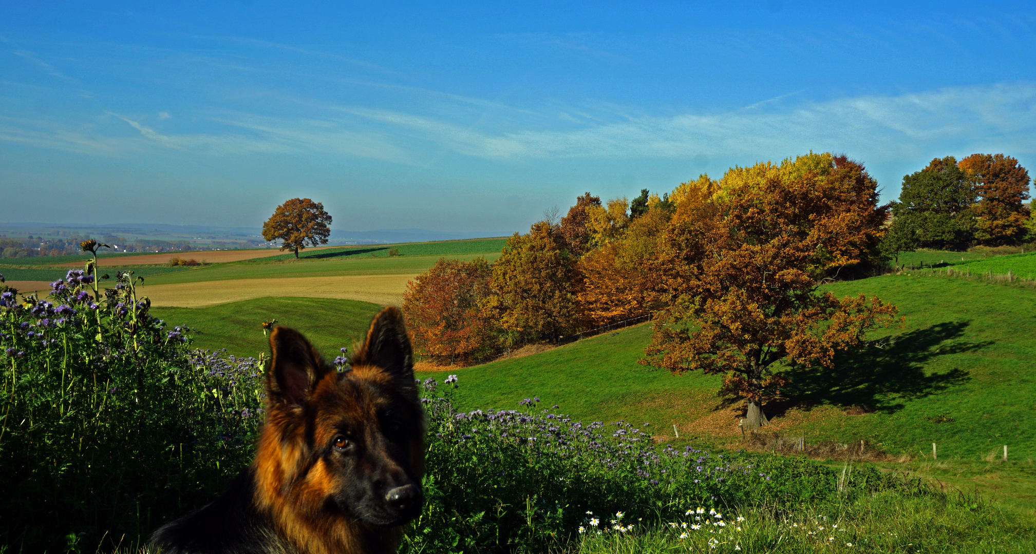 Hundeportait vor Herbstlandschaft