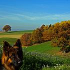 Hundeportait vor Herbstlandschaft