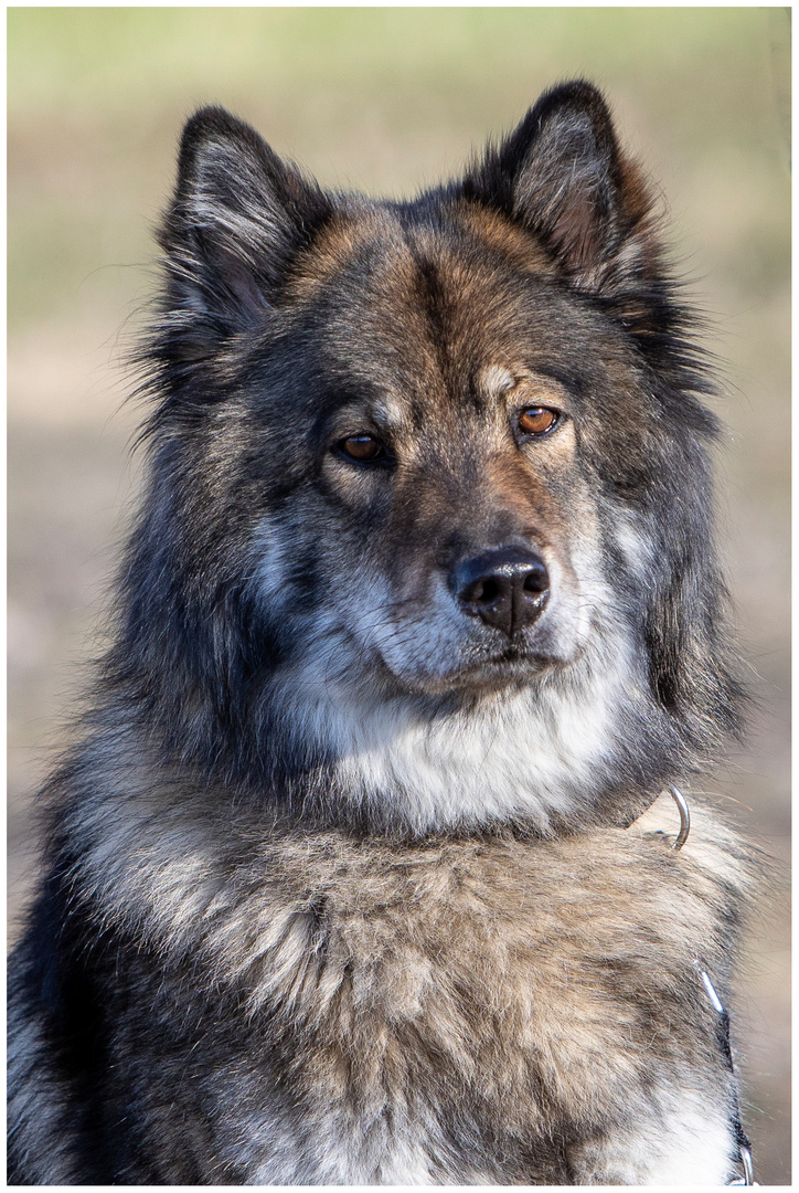 Hundeporträt Eurasier 