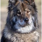 Hundeporträt Eurasier 