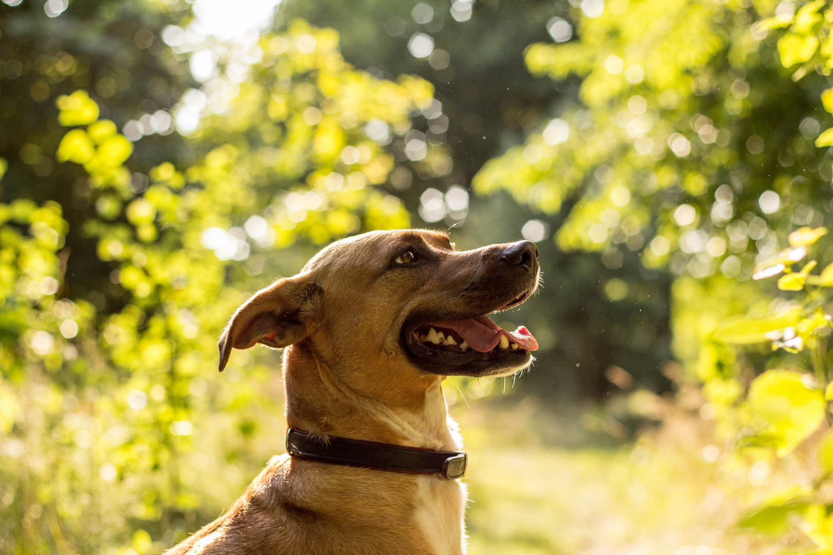 Hundeportrait