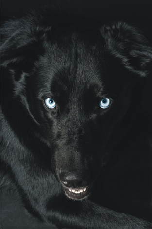 Hundeportrait 2