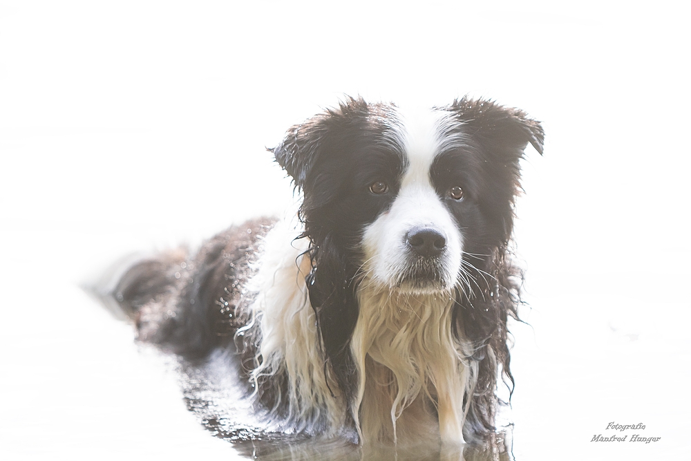 Hundeportrait / 221023 / 03