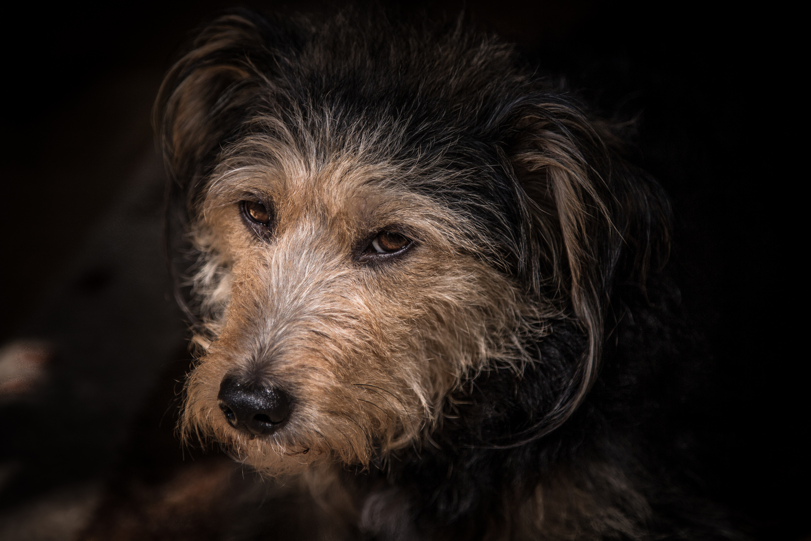 Hundeportrait