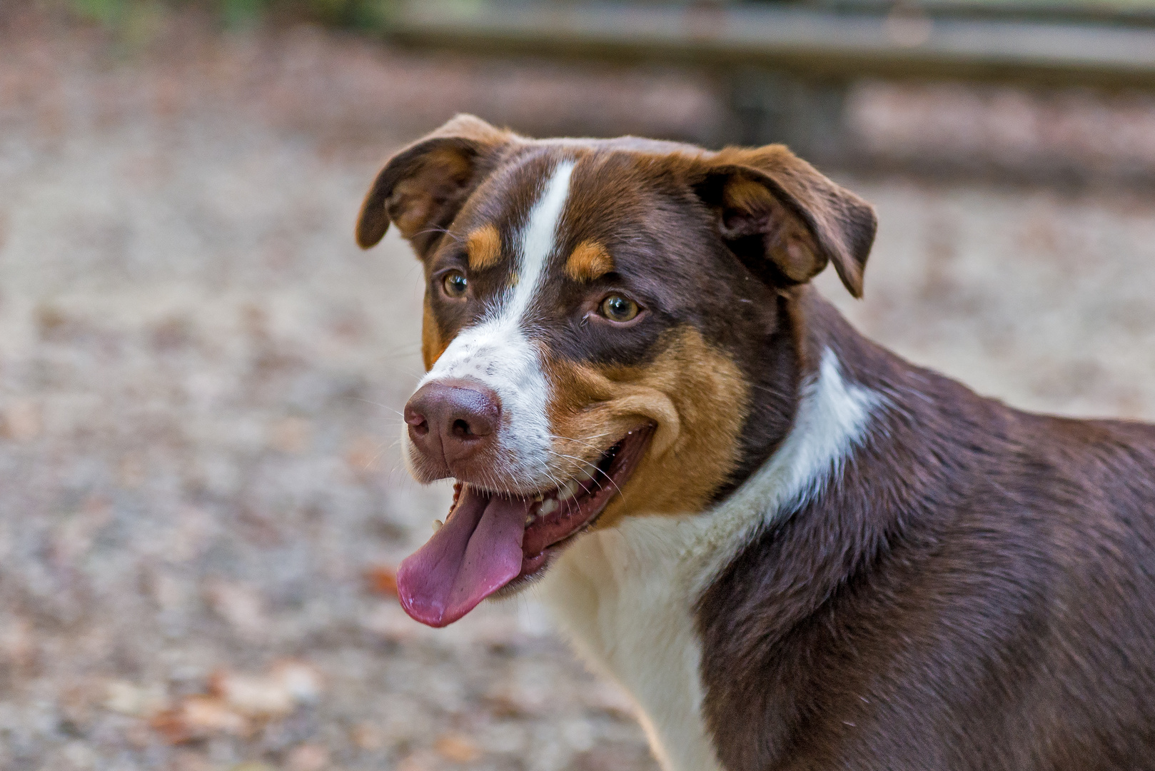 hundeportrait