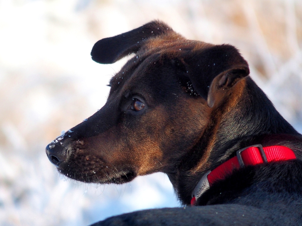 Hundeportrait