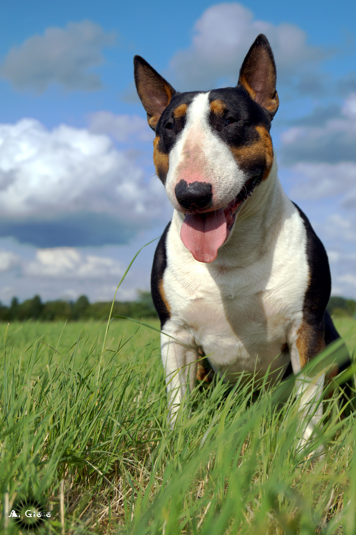 Hundeportrait