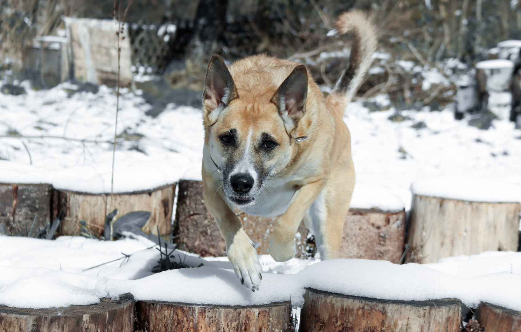 Hundeportrait