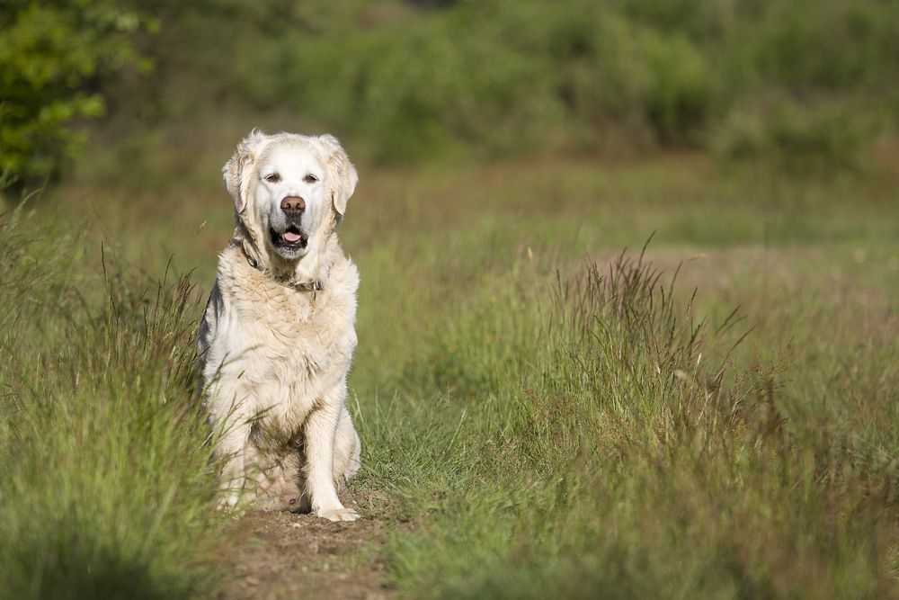 Hundeportrait