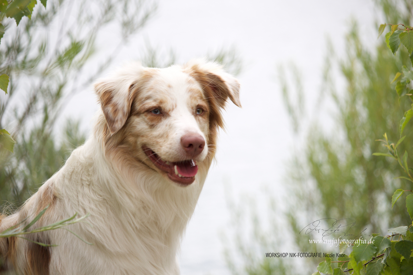 Hundeportrait beim Workshop Nicole Knor.