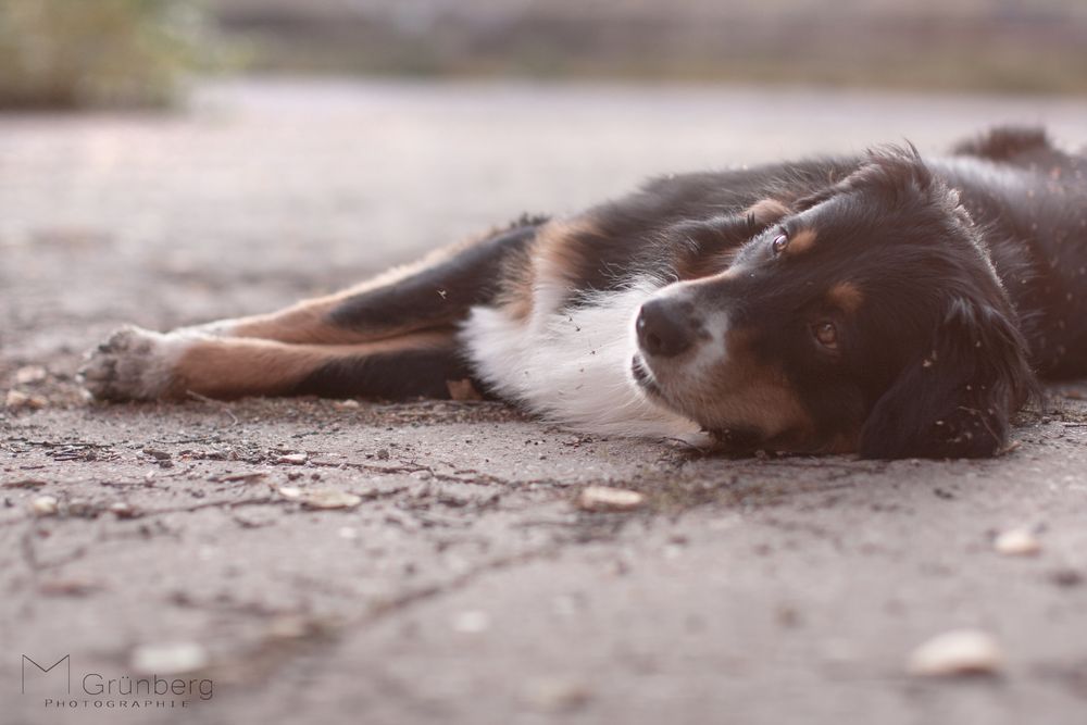 Hundeportrait