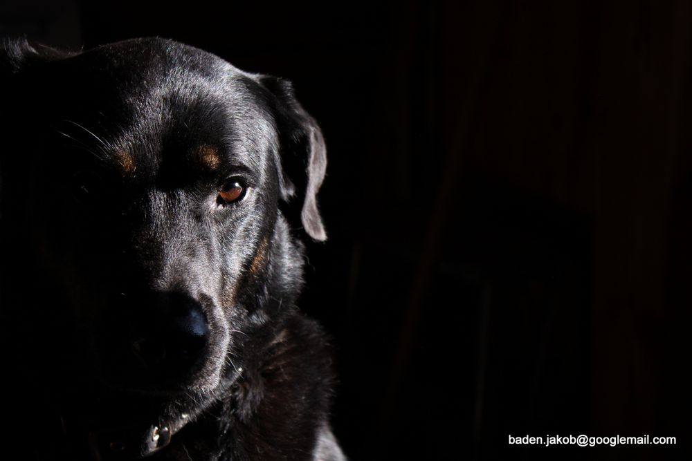 Hundeportrait