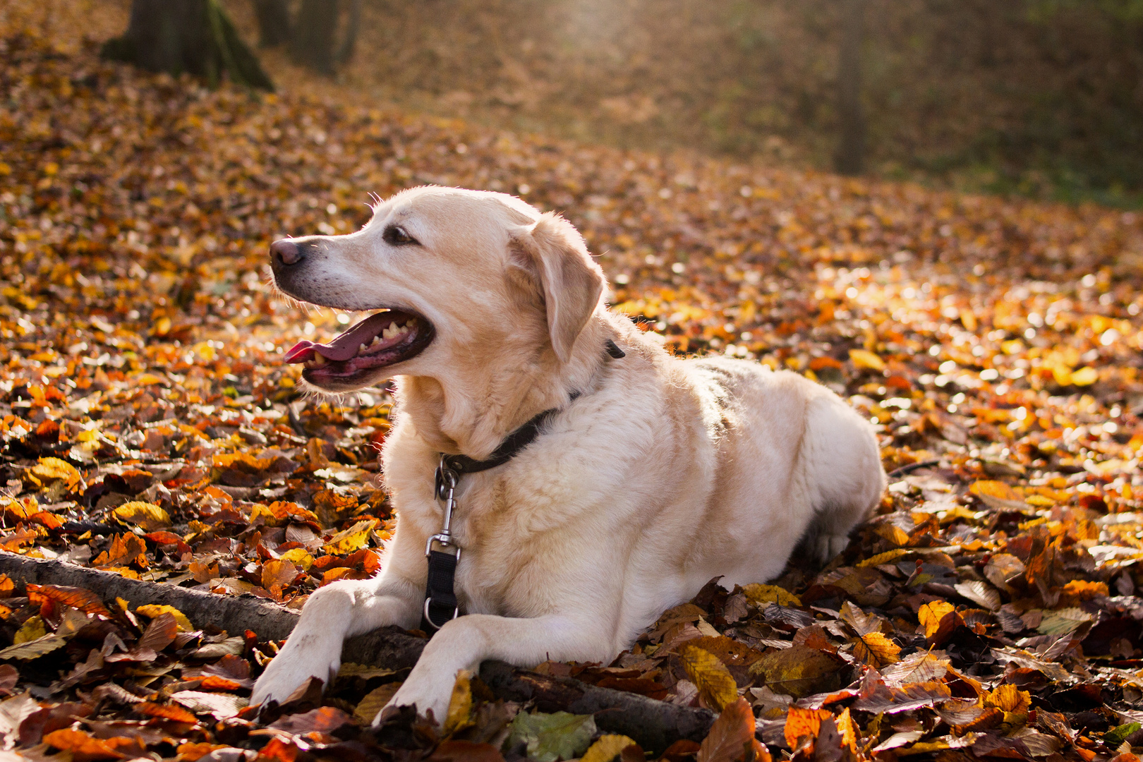 Hundeportrait