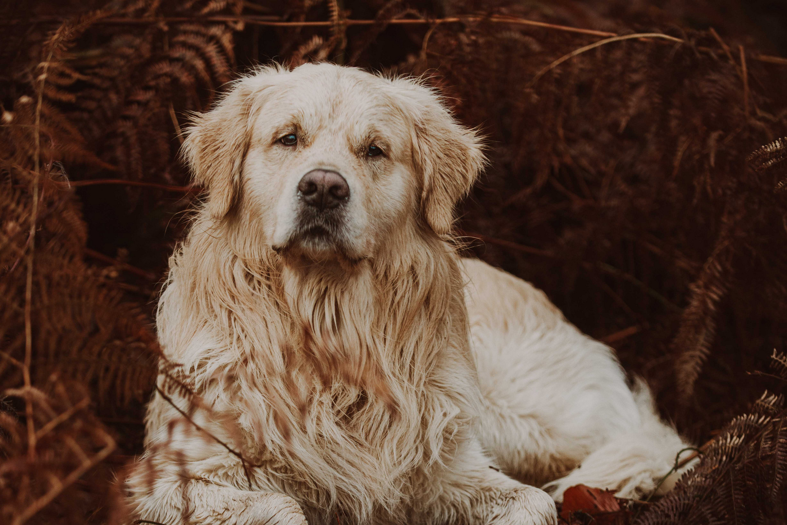 Hundeportrait