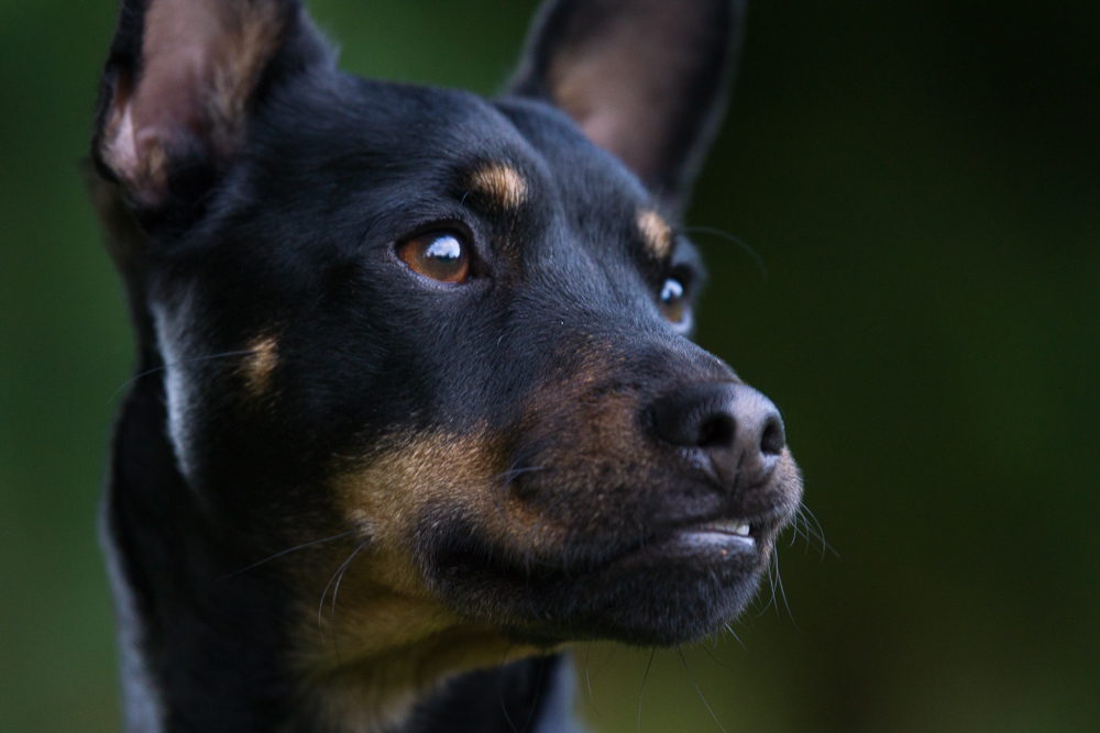 Hundeportrait Fuzzy