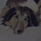 Hundeportrait gemalt in Acyl nach Foto